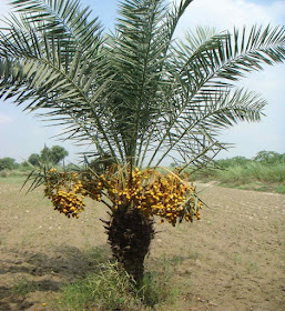 Khejur Date Fruits Of Arabia Saudi Arabian Khejur Date Fruit Photos Collection
