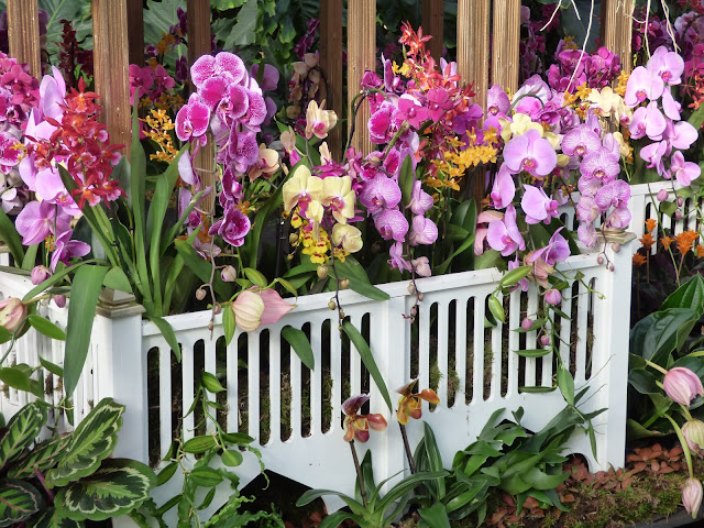 Orchid Festival at Kew Gardens Princess of Wales Conservatory 2018