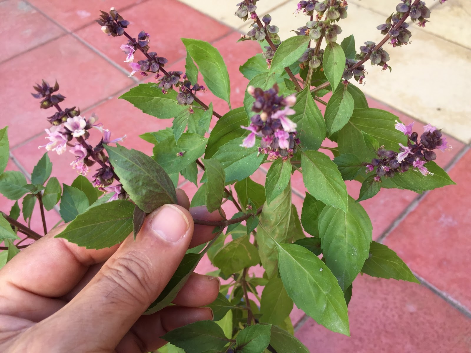 Basil