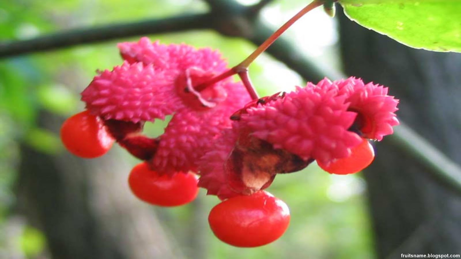 Fruits That Start With P