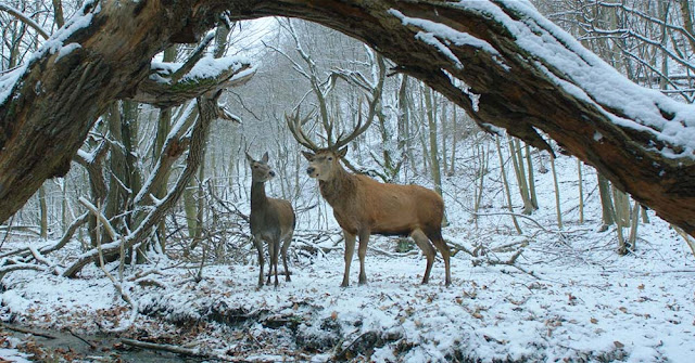Endre and Maria in their dreams. on body and soul deer dream