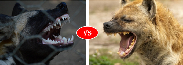 African Wild Dog Vs Hyena Fight, who will win?