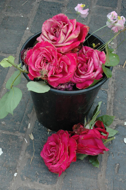 the faded heads of Alec's Red Rose in a black bucket