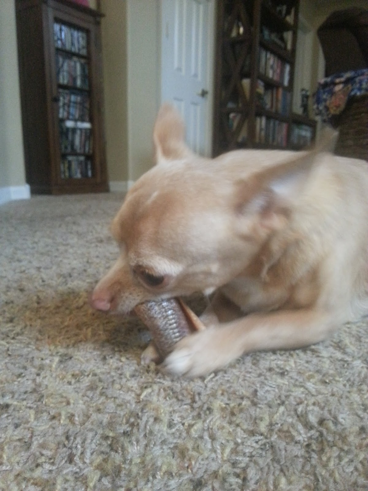 The Monster Mutts BarkBox Review October 2015