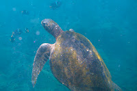 Sea Turtle at Vicente Roca Point, Isabela Island, Galapagos