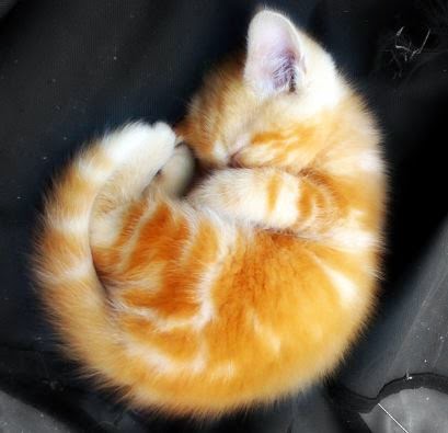 Menyingkap Rahasia Buah Vitamin A: Kunci untuk Tidur Lebih Nyaman dan Berkualitas