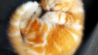 Menyingkap Rahasia Buah Vitamin A: Kunci Untuk Tidur Lebih Nyaman Dan
Berkualitas