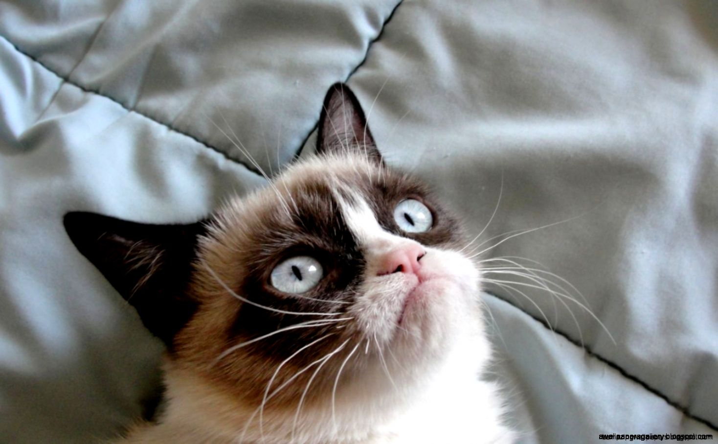 Grumpy Cat Moon Wallpaper  Amazing Wallpapers