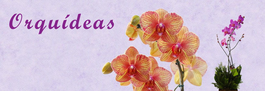 Manual Prático Como Cuidar de Orquídeas