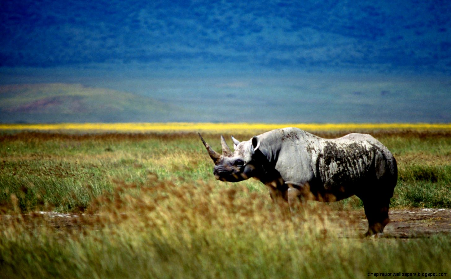 Rhinoceros Art Wallpaper