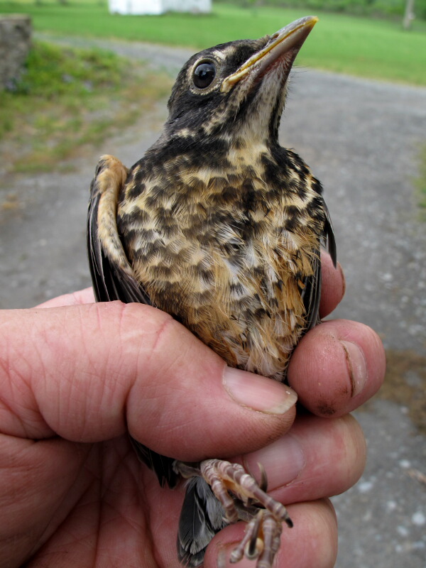 The Joyce Road Neighborhood Baby Robin