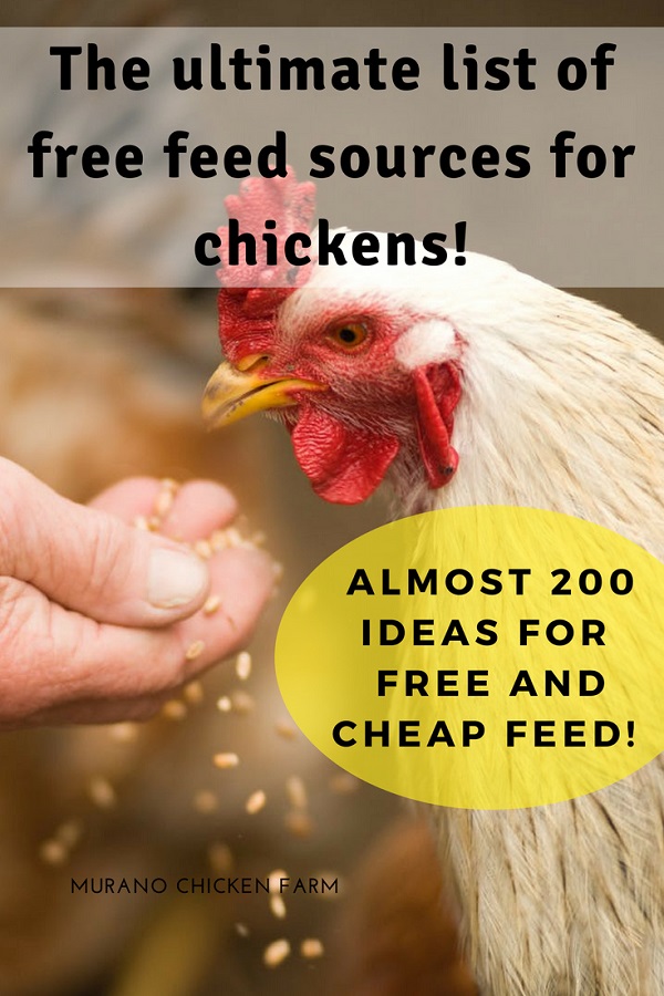 200 Free chicken feed sources, the ultimate list! Murano Chicken Farm