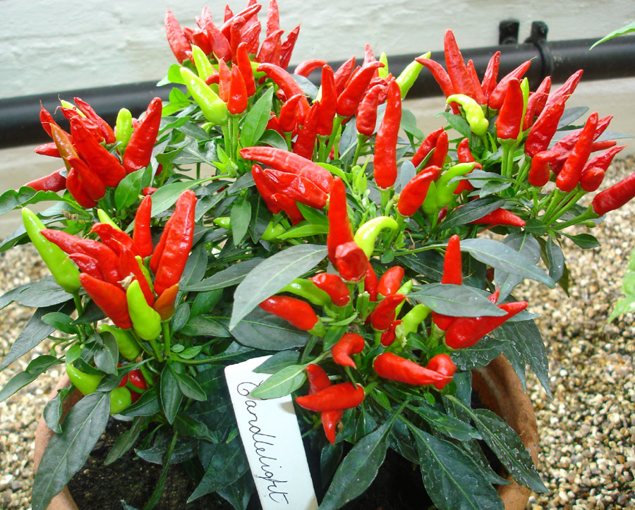do chilli plants survive winter