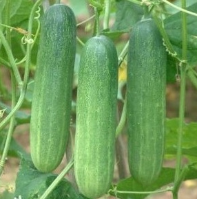 PELUANG USAHA BUDIDAYA MENTIMUN - BETERNAK DAN MENANAM