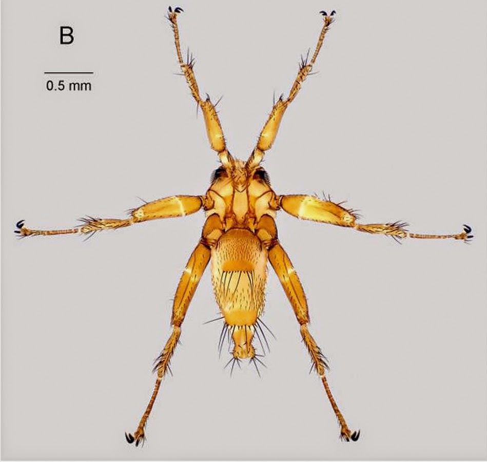 Sciency Thoughts Nycteribiid Bat Flies from the southwest Indian Ocean.