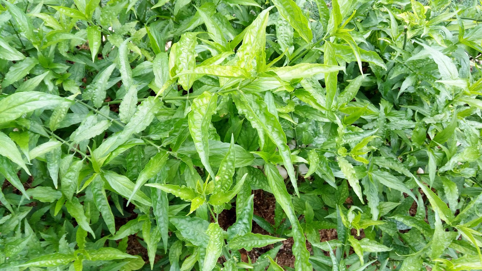 Sabah Snake Grass: Sabah Snake Grass ~ an affordable natural herb for