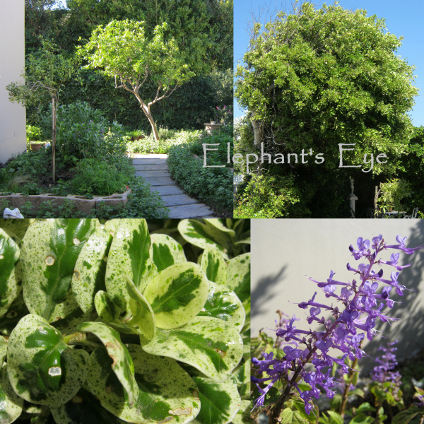 Lemon Tree Food Network Lemon Tree Food Network