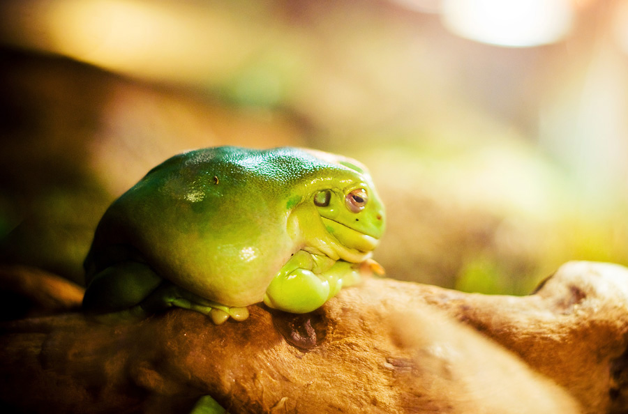 Aparasphenodon brunoi. жаба в кривом. жаба в кривом. лягушка грининга. лягушка с открытым ртом.
