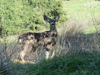 Deer near summit