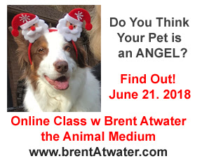 https://www.brentatwater.com/animal-angels-2/