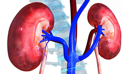Kidney Failure - Causes, Symptoms and Transplant