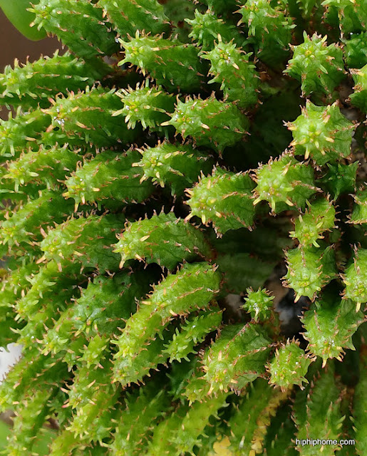 succulent succulent cactus