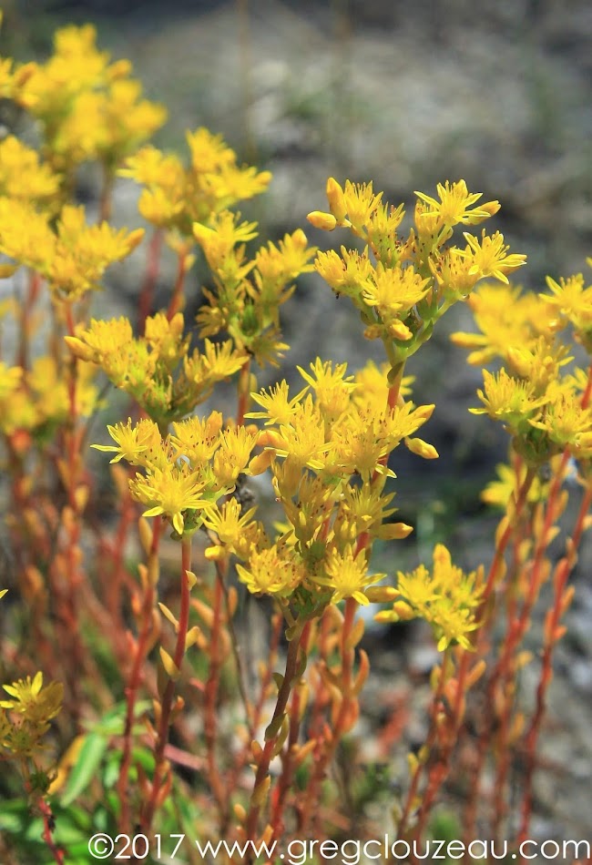 Orpin rupestre (Sedum rupestre L.) Vallée chaude, Trois Pignons. Orpin rupestre (Sedum rupestre L.) Vallée chaude, Trois Pignons.