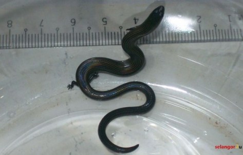 ular berkaki 4 malaysia 6 Subhanallah! Ular Berkaki Empat di Malaysia 