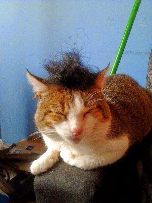 El gato con peluca