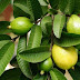 See What Guava Leaves can do to a Damaged Hair