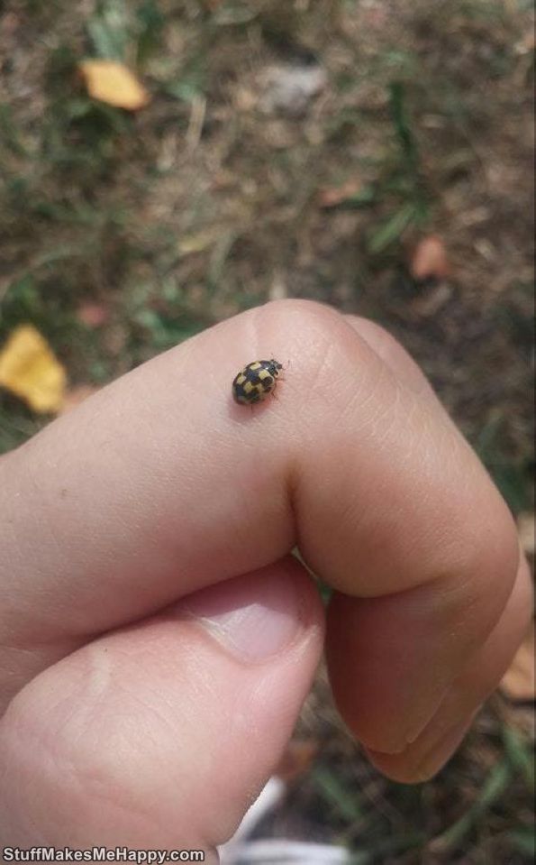 11. The circles on the back of this ladybug slightly broke and turned into squares