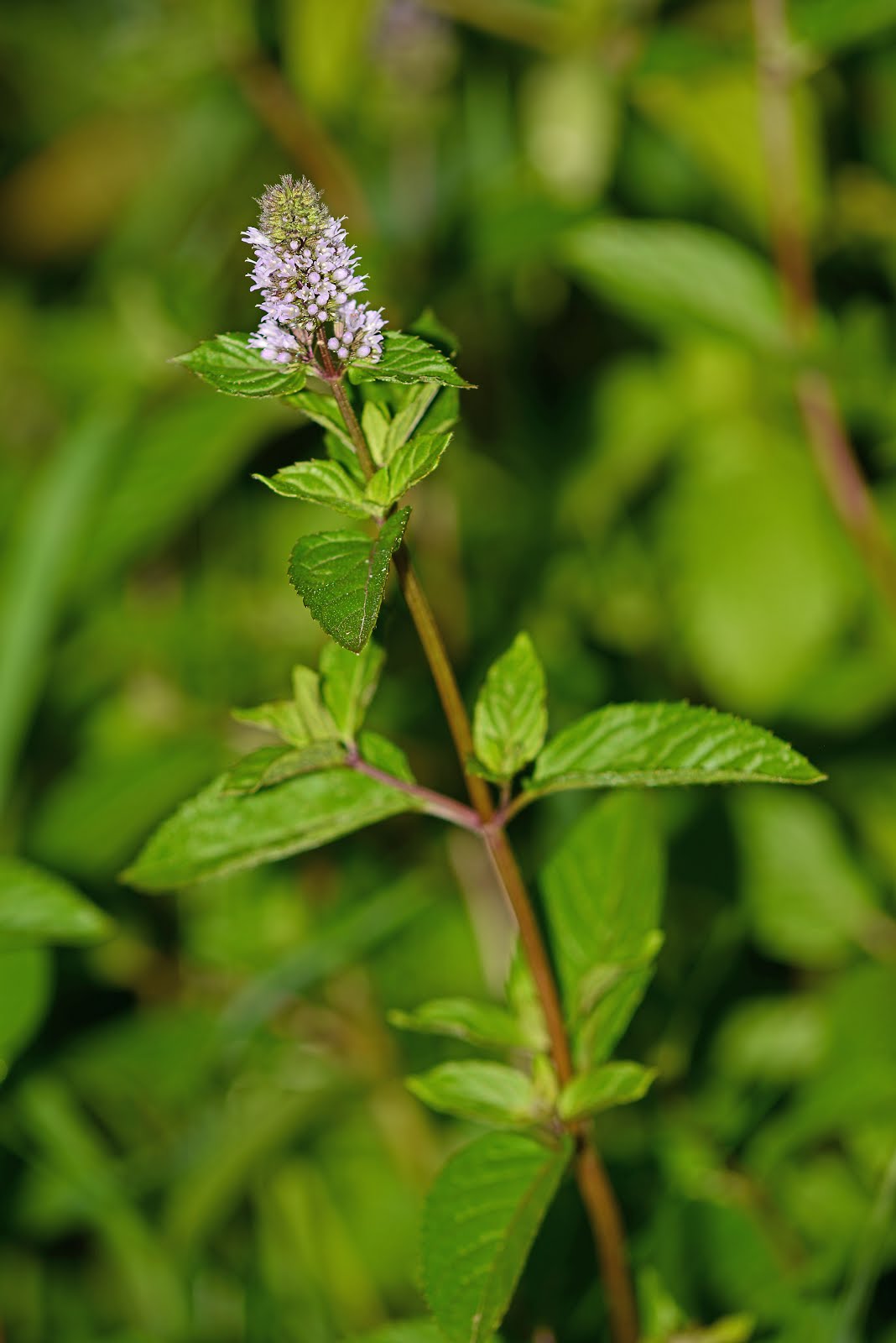 Indiana Plant A Day Peppermint