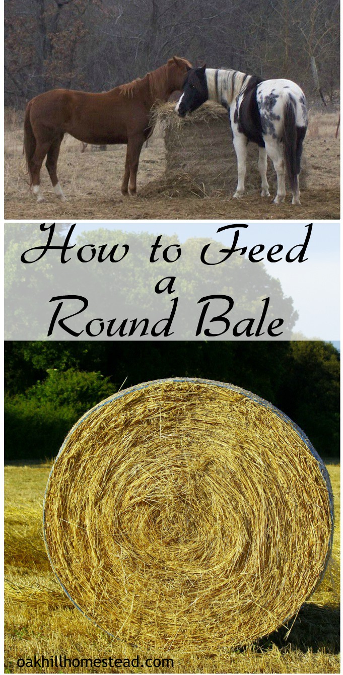 How To Feed A Round Bale Oak Hill Homestead