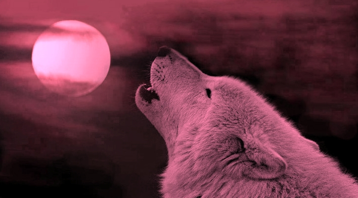 White Wolf Hy Full Pink Moon 2016 The Truth About This Why Is It Called A Pink Moon The Name Can Be Traced Back To North American Aboriginal Peoples Who Referred Full In April As After