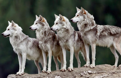 Manada de lobos