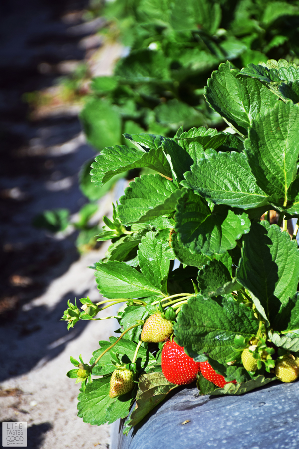 Strawberry S'mores Tartlets Life Tastes Good