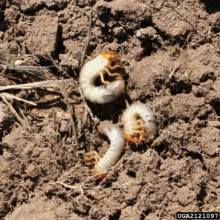 The Land of Peapodriot White Potato Grubs and the Potato Crop That Isn't