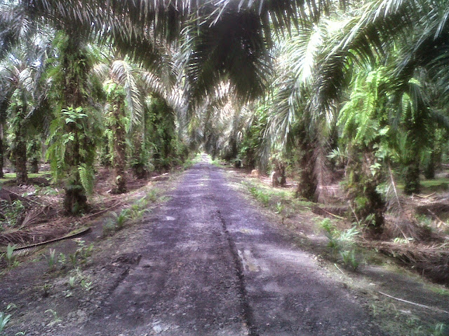 Desa Mensade, Kecamatan Subah, Kabupaten Sambas ...
