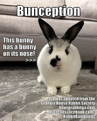 Bunspace Com Forum Funny Bunny Memes