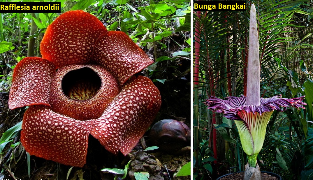 Alam Mengembang Jadi Guru Beda Antara Rafflesia  dengan 