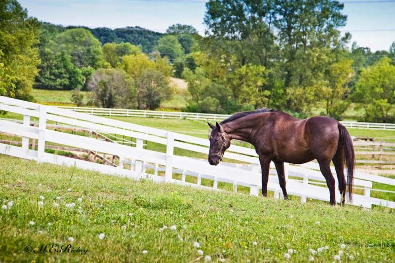 Horse Properties & Horse Keeping in Minnesota Introducing Your Horse to Grass Pasture
