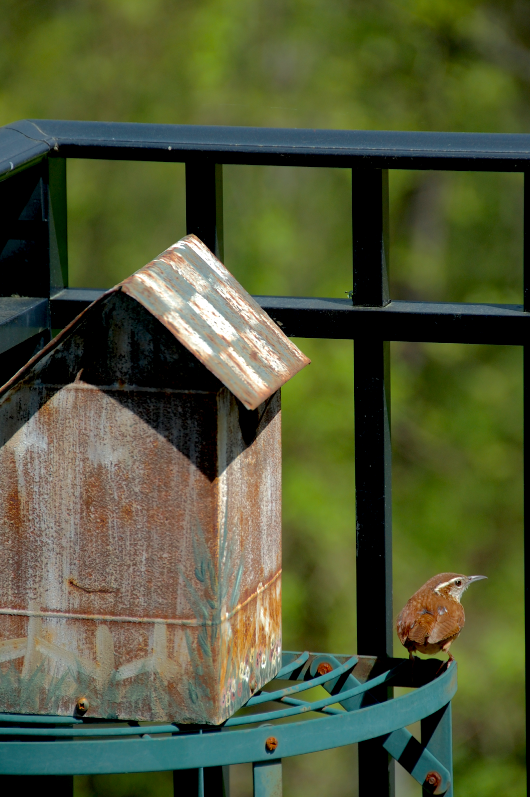 Content in a Cottage A Carolina Wren Nesting on my Balcony