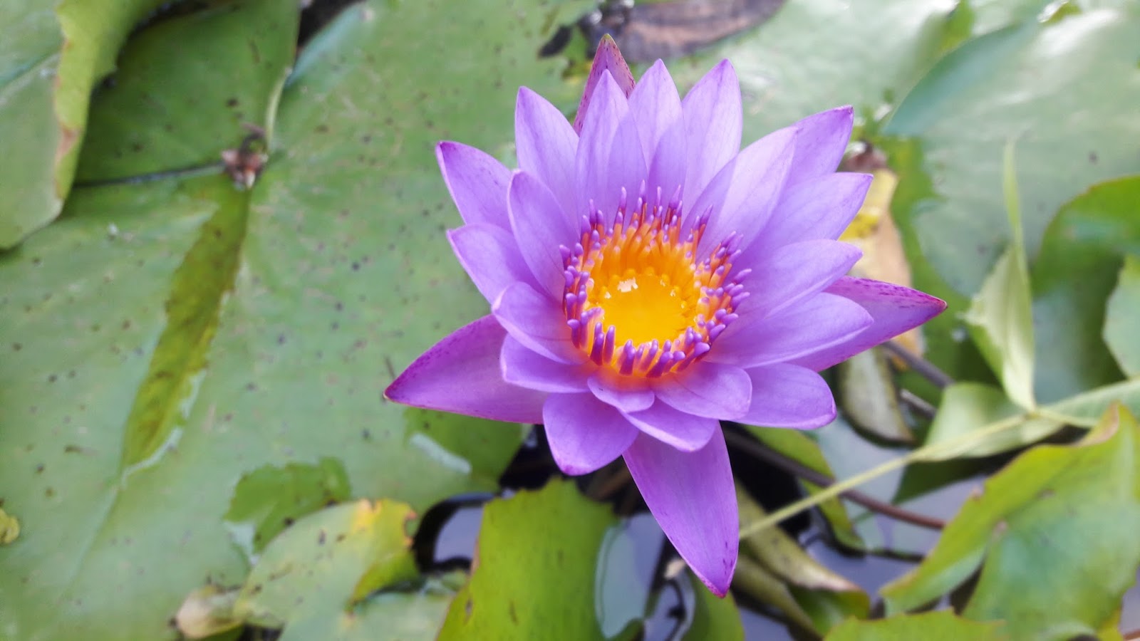 water-lily