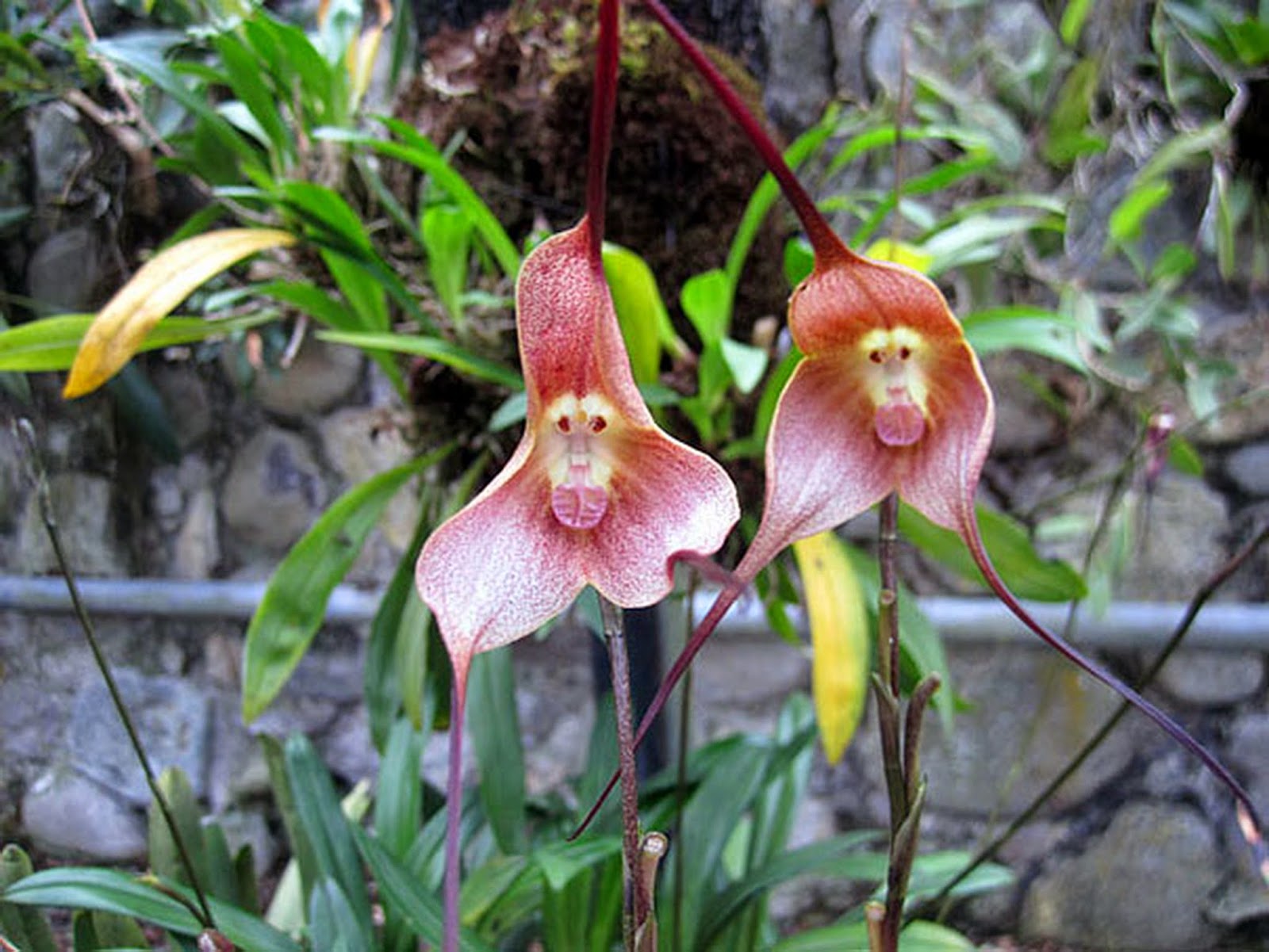 Глупый цветок. Орхидея Обезьянья Дракула. Орхидея Дракула симиа. Обезьянья Орхидея Dracula Simia. Орхидея-обезьяна, Обезьяний Дракула.