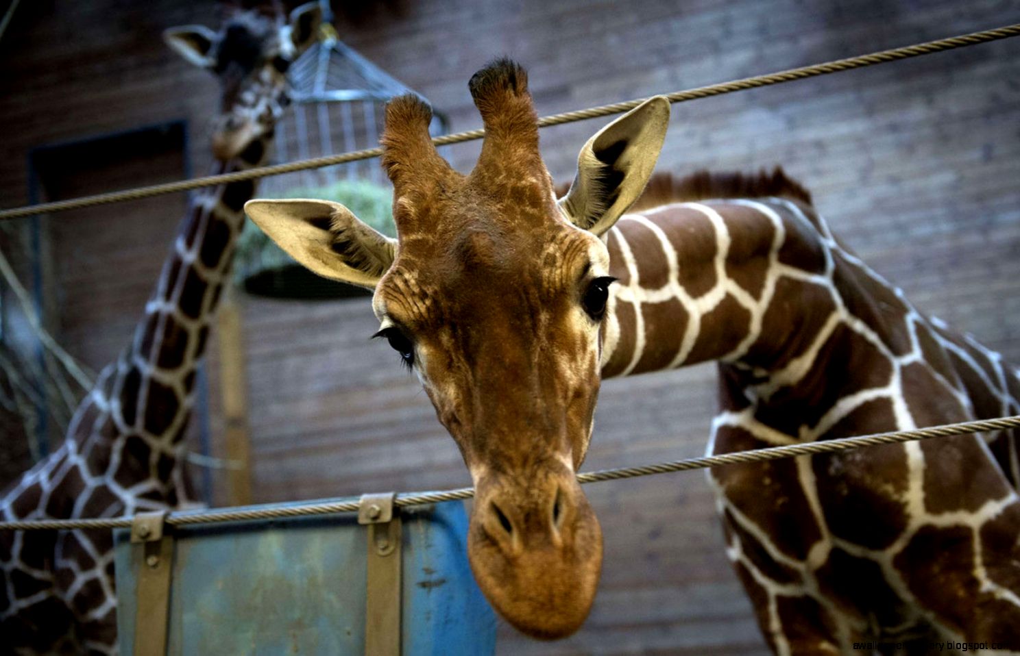 Captivity Kills What Marius the Slaughtered Zoo Giraffe and Sea