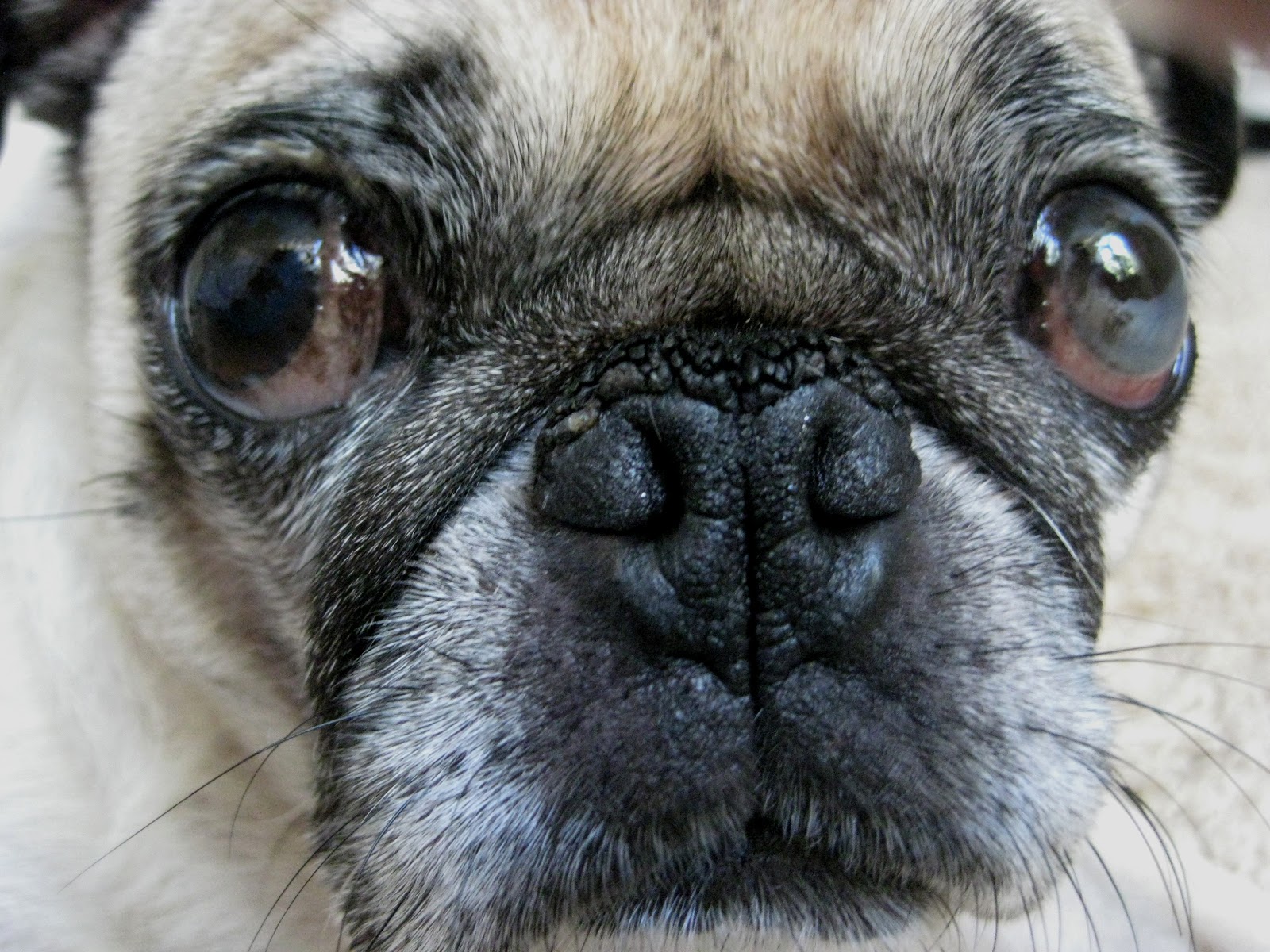 Pug Reviews: Snout Soother – This Pug Life