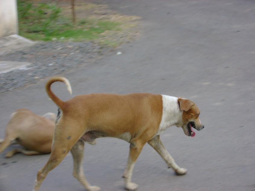Chennai City Pictures Street Dogs of Chennai