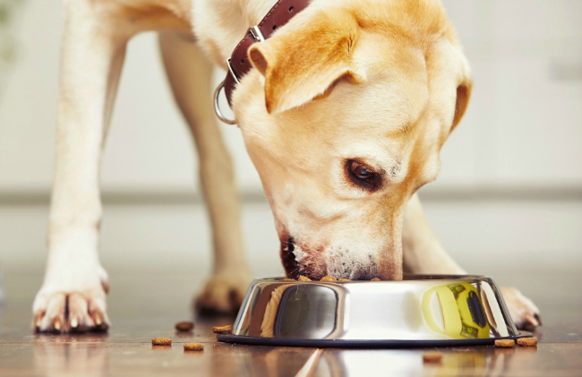 Dlaczego pies nie powinien jeść karmy dla kota? 