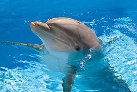 Ciri Ciri Lumba Lumba(Dolphin) Dan 21 Jenisnya Ciri Ciri Lumba Lumba Serta 21 Jenis