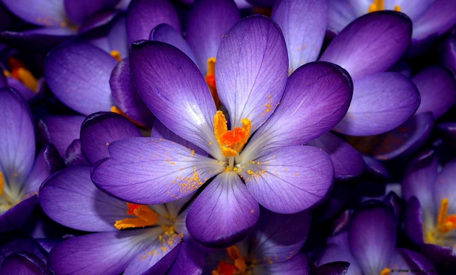Crocuses 1080p Flowers HD Wallpaper